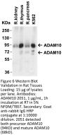 ADAM10 Antibody