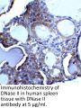DNase II Antibody