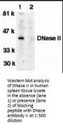 DNase II Antibody