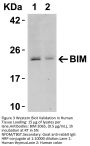 Bim Antibody