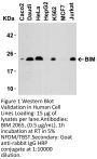 Bim Antibody