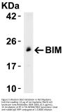 Bim Antibody
