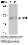 Bim Antibody