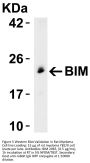 Bim Antibody