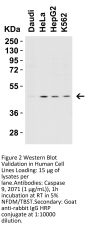 Caspase-9 Antibody