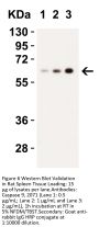 Caspase-9 Antibody