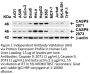 Caspase-9 Antibody