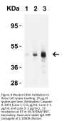Caspase-9 Antibody