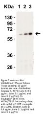 Caspase-9 Antibody