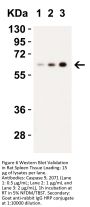 Caspase-9 Antibody