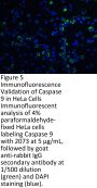 Caspase-9 Antibody