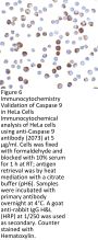 Caspase-9 Antibody