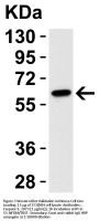 Caspase-9 Antibody