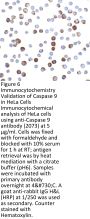 Caspase-9 Antibody