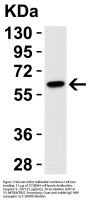 Caspase-9 Antibody