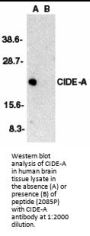 CIDE-A Antibody