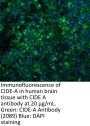 CIDE-A Antibody