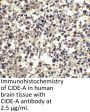 CIDE-A Antibody
