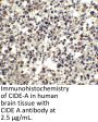 CIDE-A Antibody