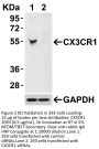 CX3CR1 Antibody