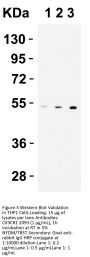 CX3CR1 Antibody