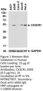 CX3CR1 Antibody