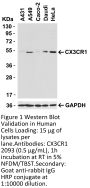 CX3CR1 Antibody