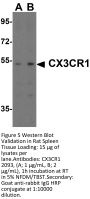 CX3CR1 Antibody