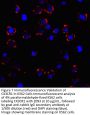 CX3CR1 Antibody