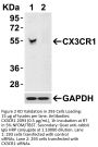 CX3CR1 Antibody
