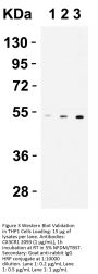 CX3CR1 Antibody