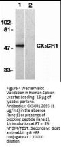 CX3CR1 Antibody