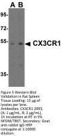 CX3CR1 Antibody