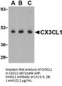 CX3CL1 Antibody