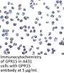 GPR15 Antibody