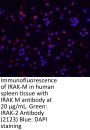 IRAK-2 Antibody
