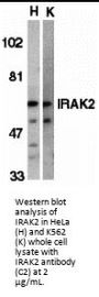 IRAK-2 Antibody