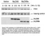 MYD88 Antibody