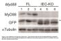MYD88 Antibody