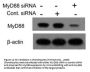 MYD88 Antibody