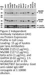 MYD88 Antibody