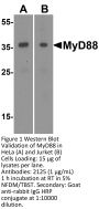 MYD88 Antibody
