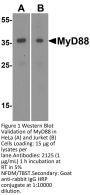 MYD88 Antibody