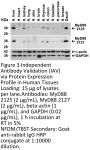 MYD88 Antibody