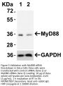 MYD88 Antibody