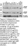 MYD88 Antibody