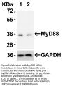 MYD88 Antibody