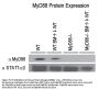 MYD88 Antibody