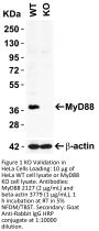MYD88 Antibody
