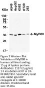 MYD88 Antibody